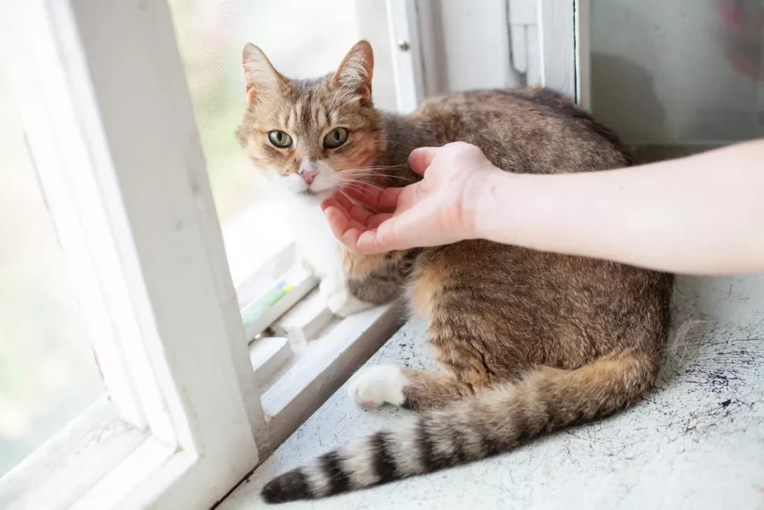 Risya (Рися), Mixed Breed (Happy Paw Kyiv)