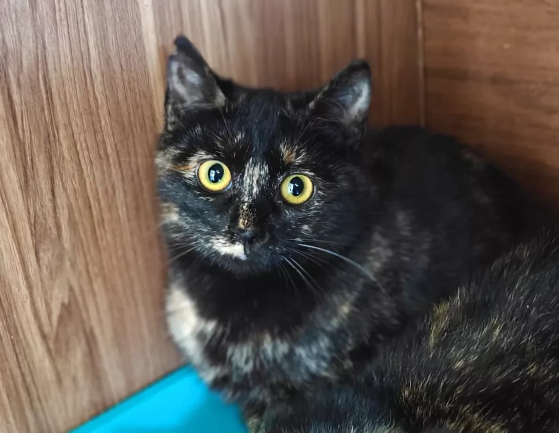 Cheri (Чері), Mixed Breed (Happy Paw Kyiv)