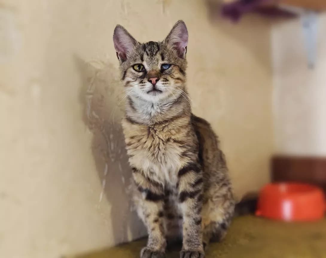 Timoshka (Тімошка), Mixed Breed (Happy Paw Kyiv)