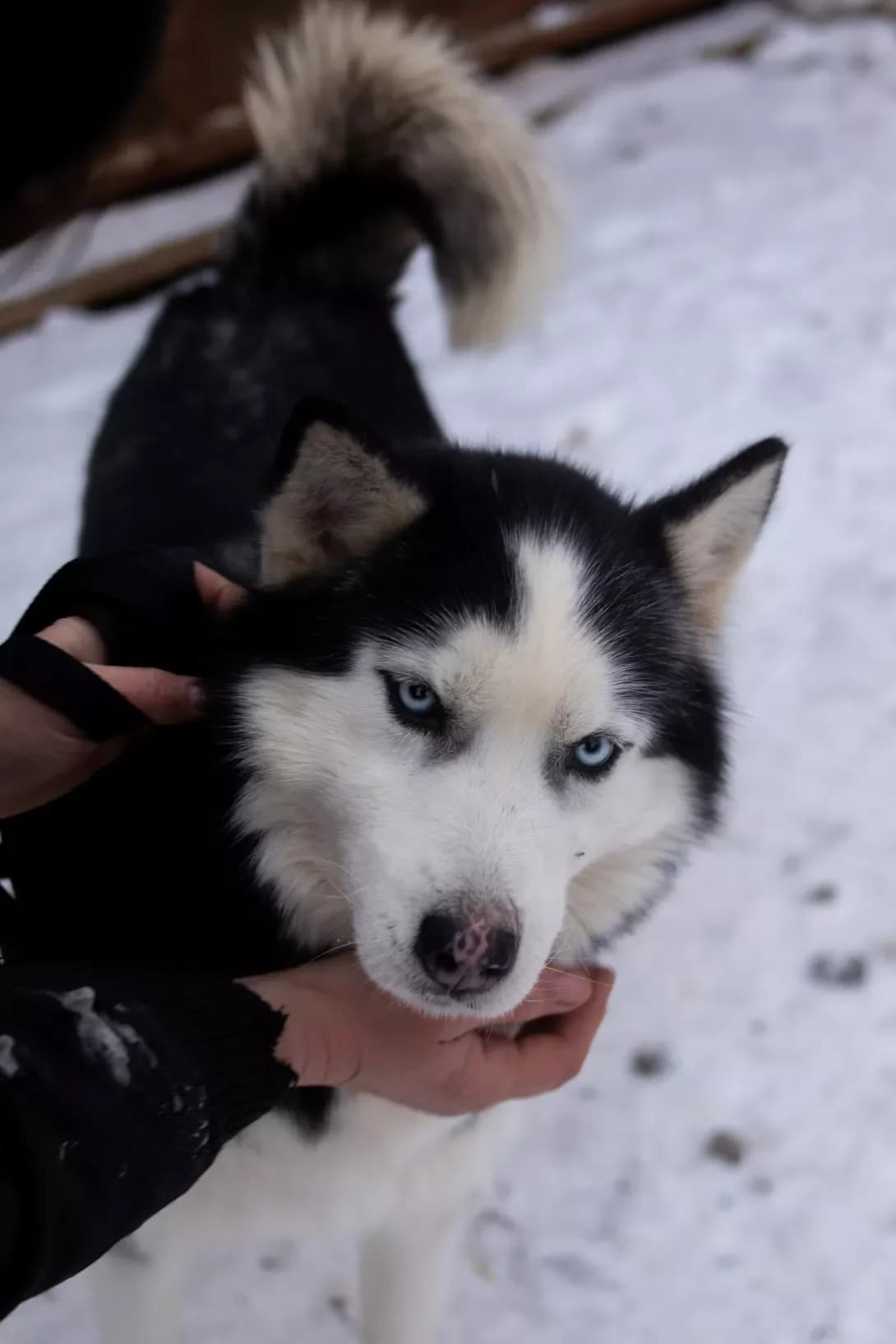 Miya (Мія), female 4yo Husky for adoption at Happy Paw Khmelnytskyi Oblast