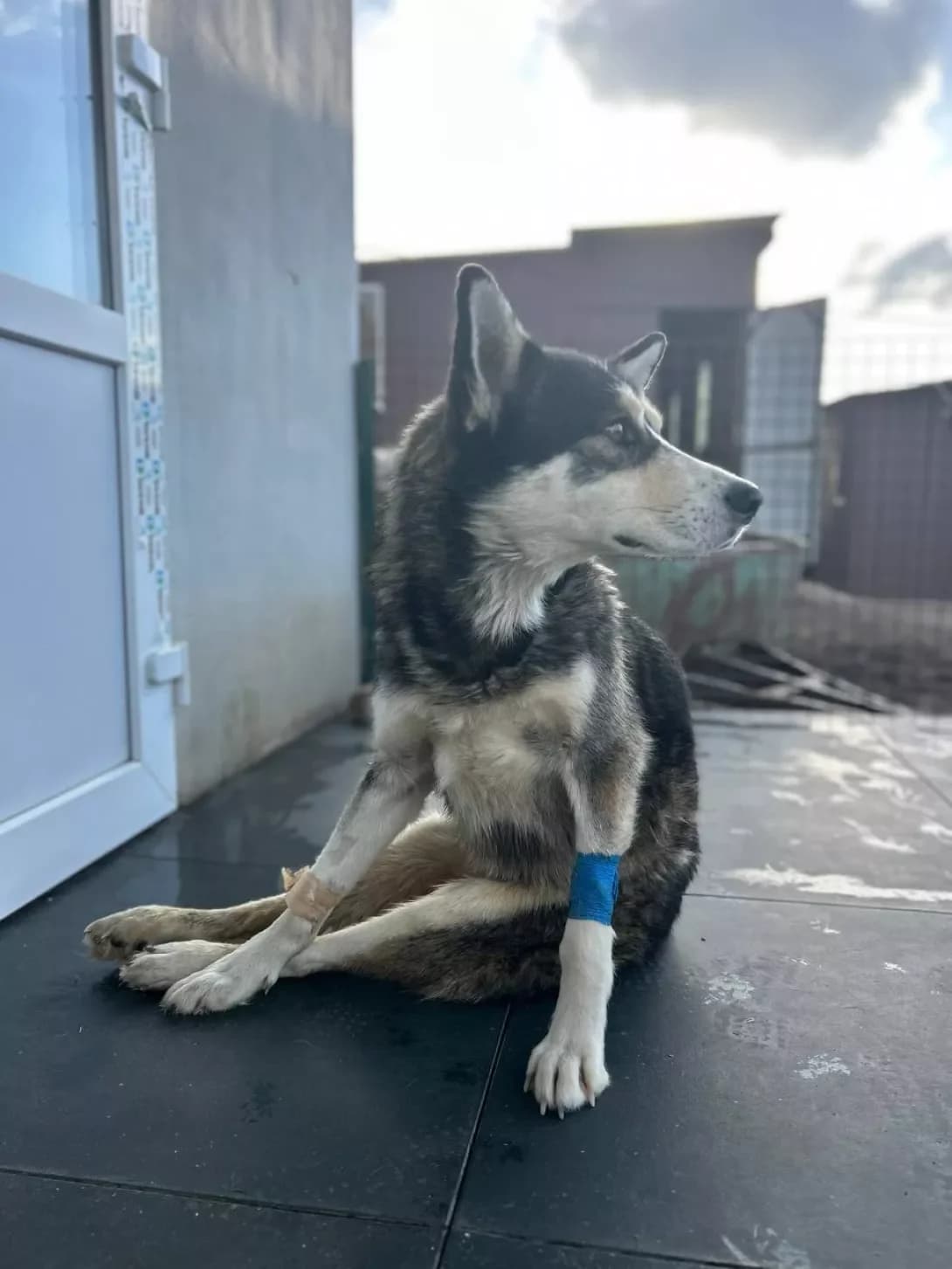 Balamut (Баламут), Mixed Breed (Happy Paw Dnipro)