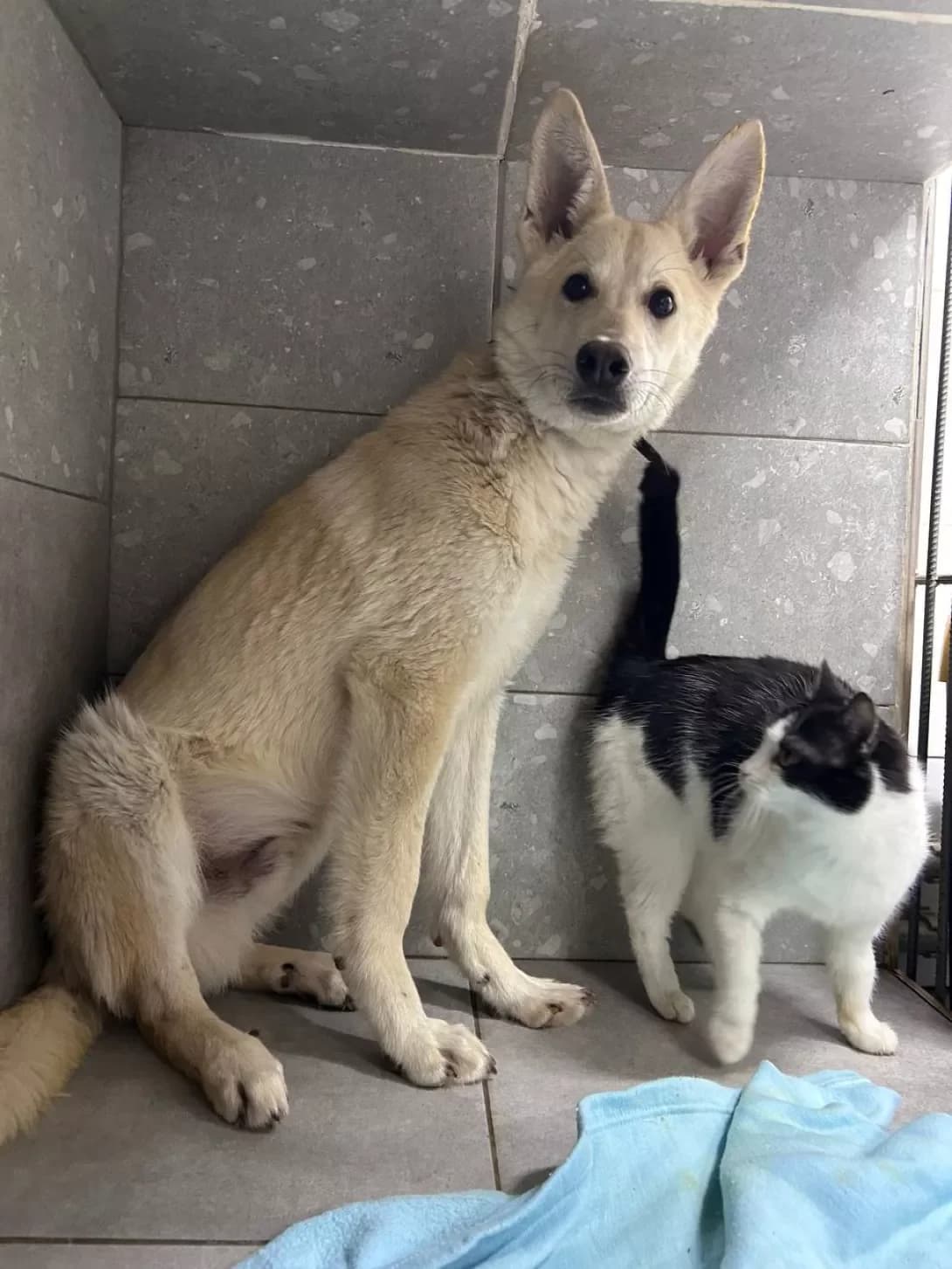 ShELM (ШЕЛЬМ), Mixed Breed (Happy Paw Dnipro)