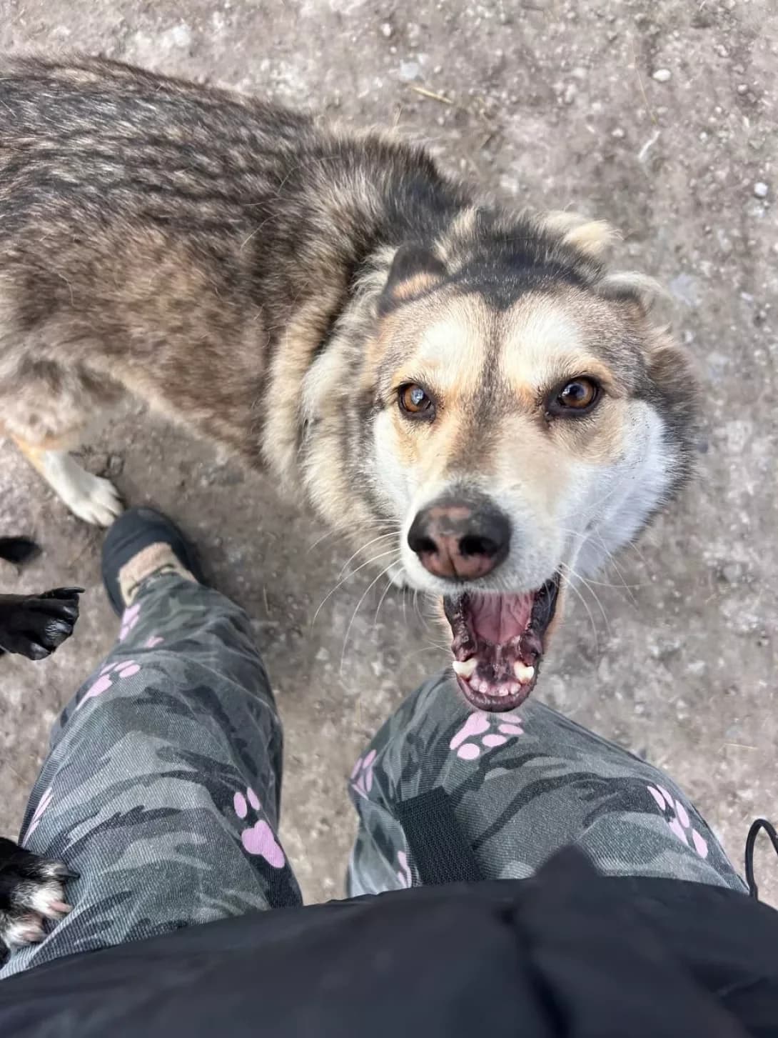 Misha (Миша), Mixed Breed (Happy Paw Dnipro)