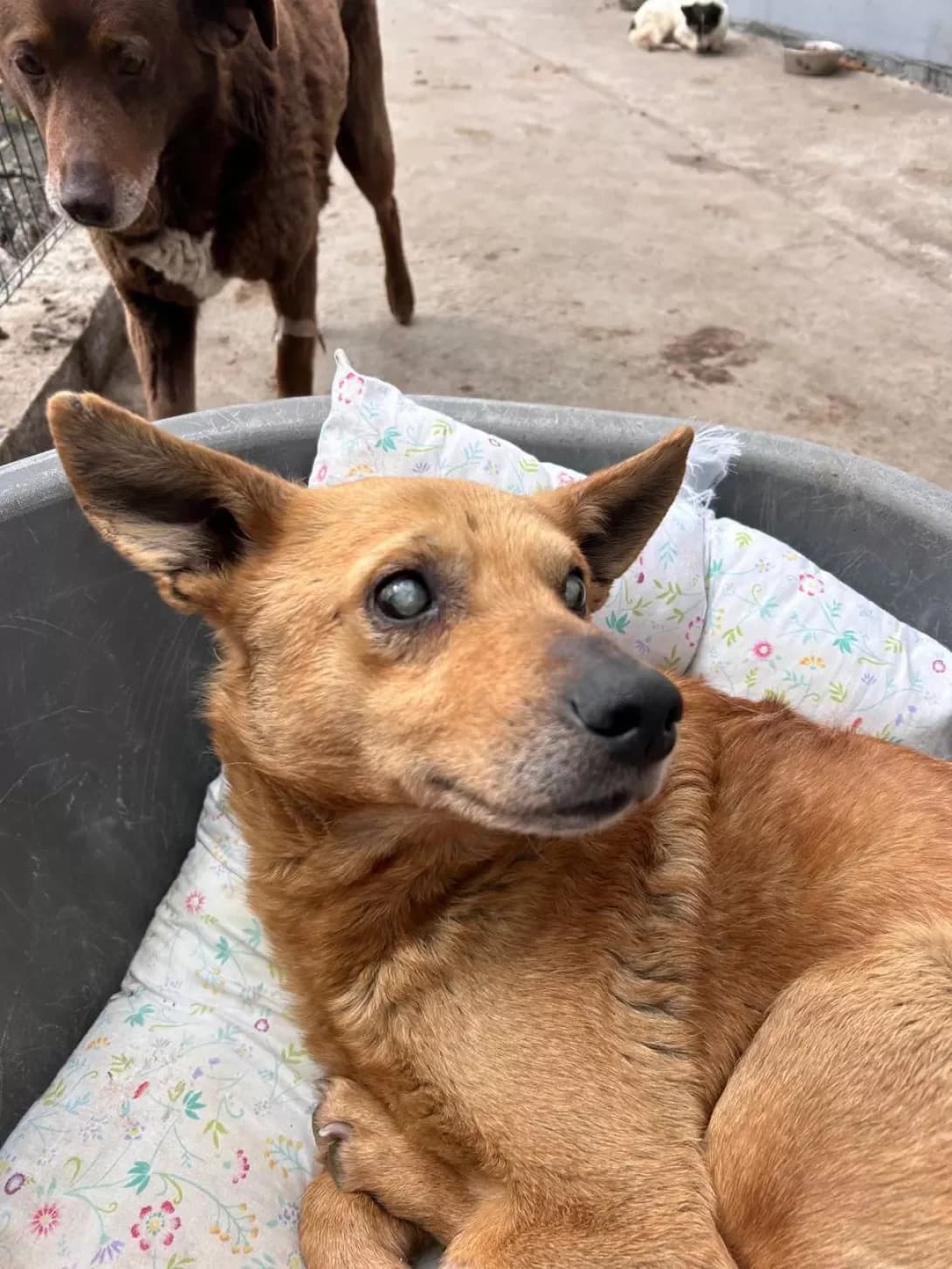 Gomer (Гомер), Mixed Breed (Happy Paw Dnipro)