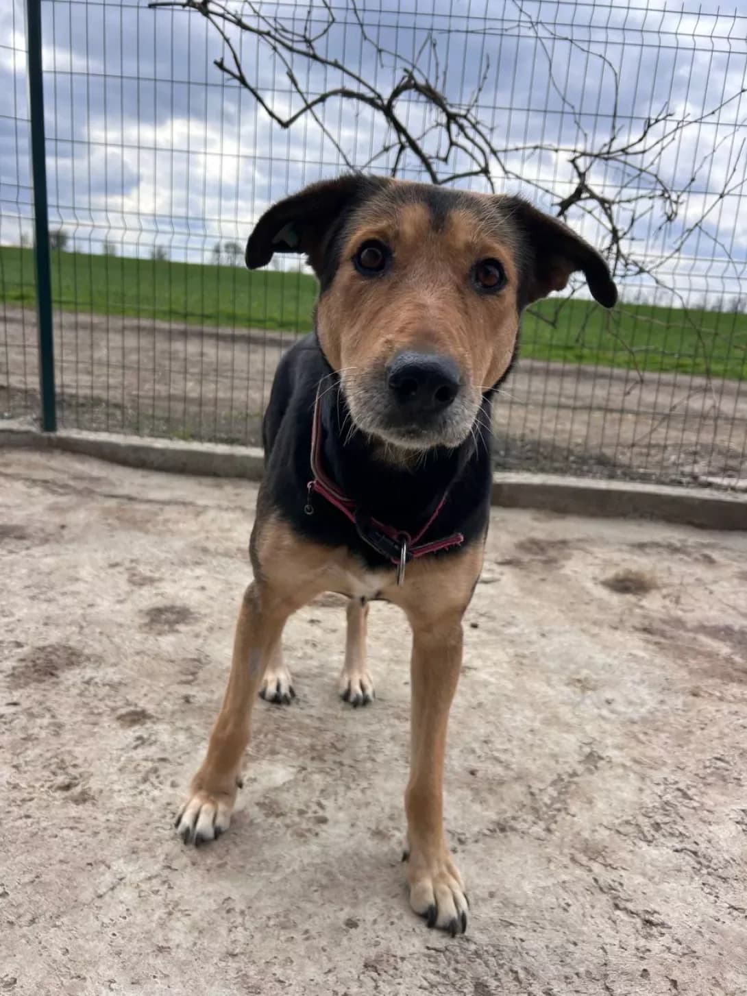 Dinara (Динара), Mixed Breed (Happy Paw Dnipro)