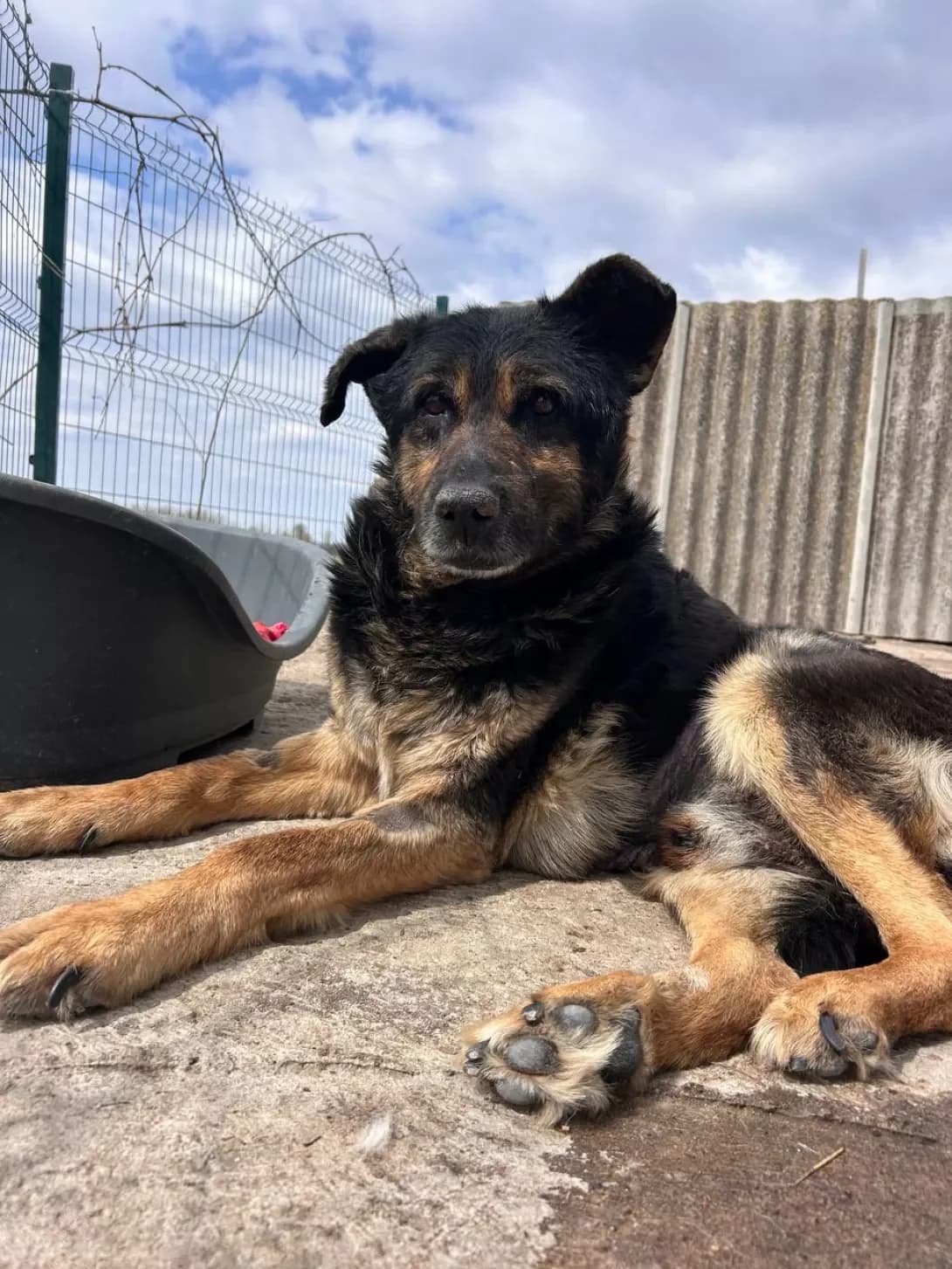 Tuman (Туман), Mixed Breed (Happy Paw Dnipro)