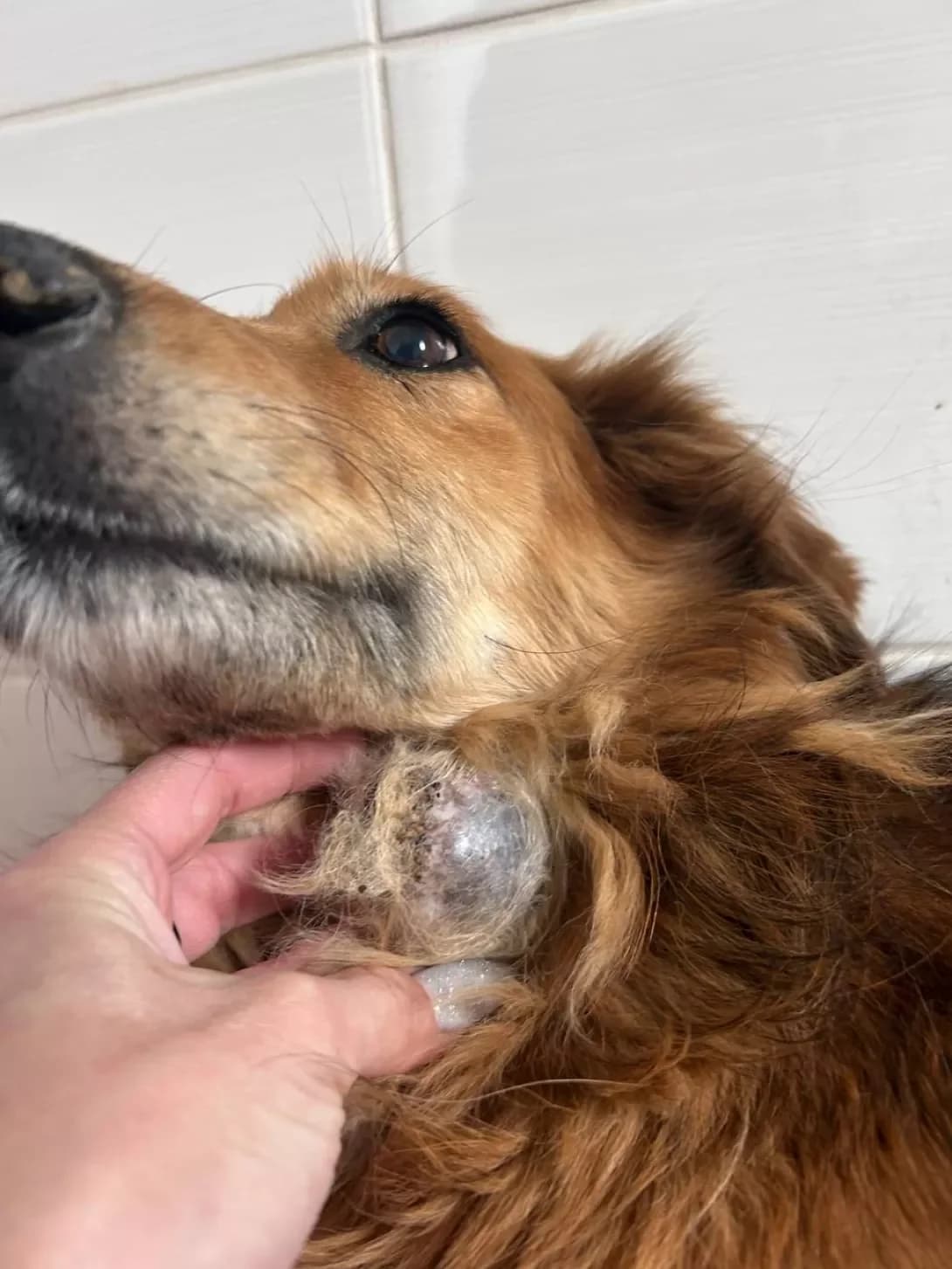 ShANTI (ШАНТИ), Mixed Breed (Happy Paw Dnipro)