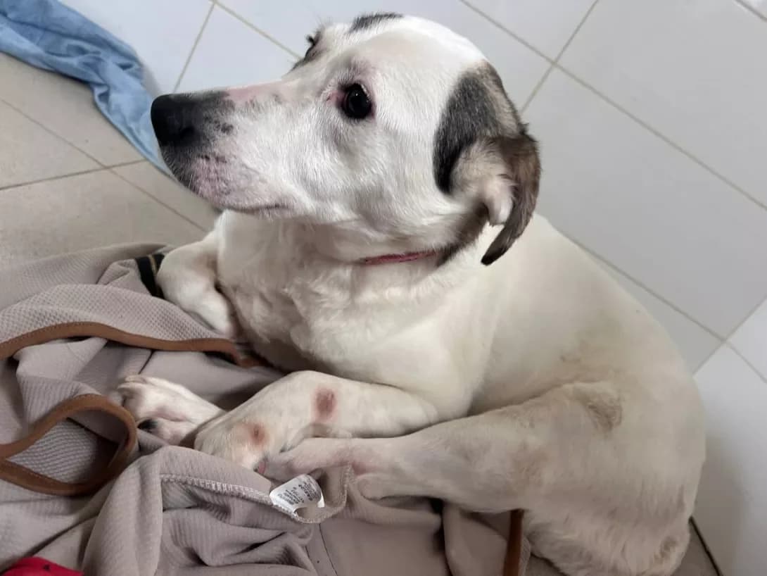 Dayra (Дайра), Mixed Breed (Happy Paw Dnipro)