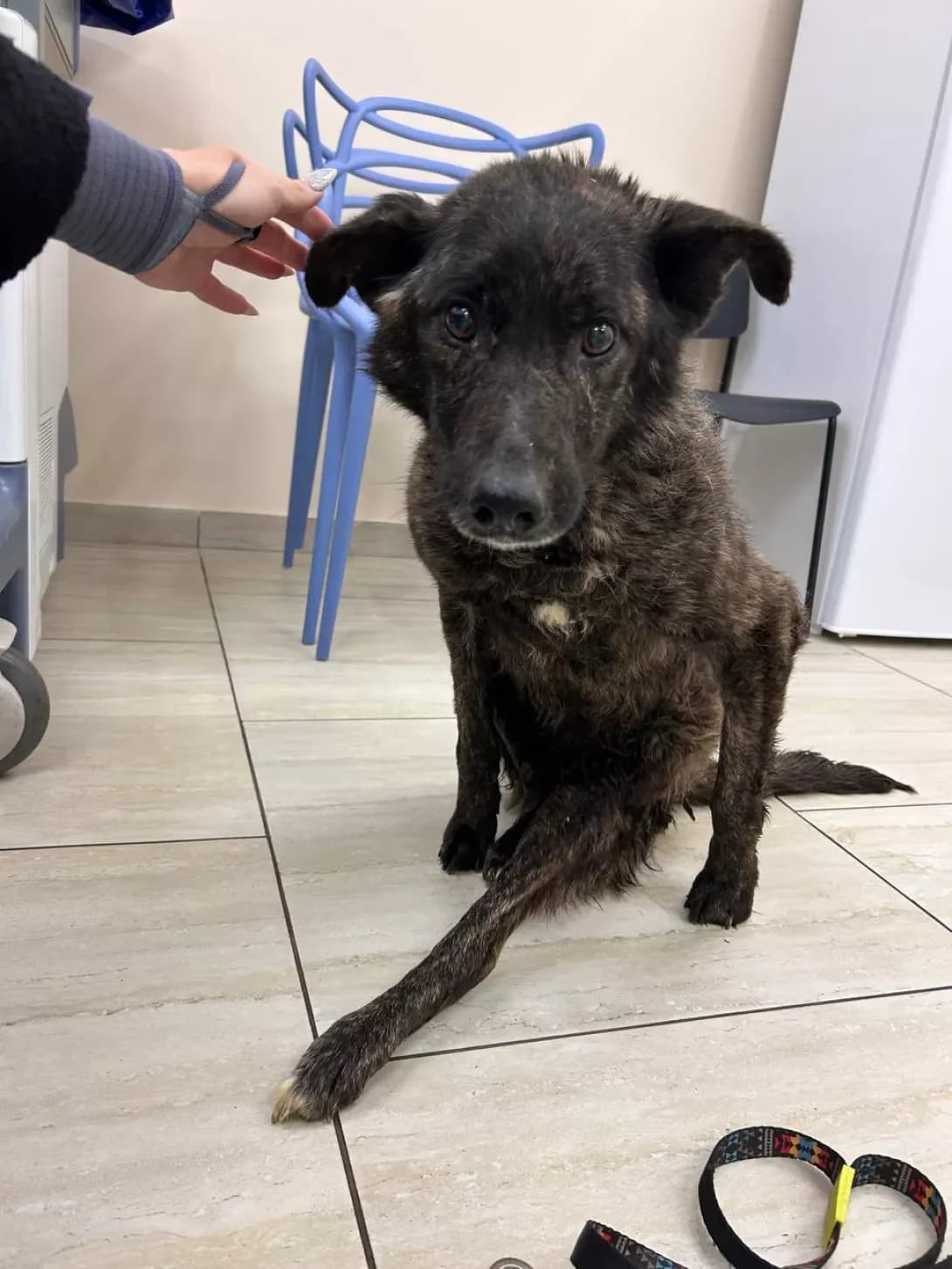 Puma (Пума), Mixed Breed (Happy Paw Dnipro)
