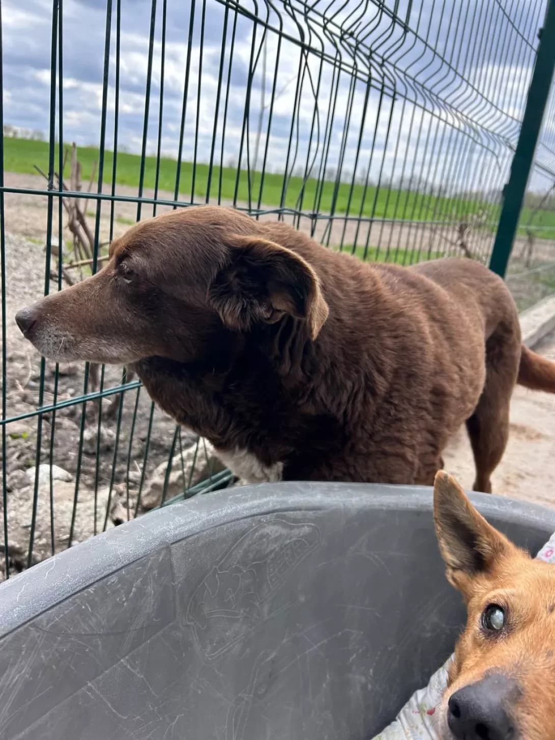 DARA (ДАРА), Mixed Breed (Happy Paw Dnipro)