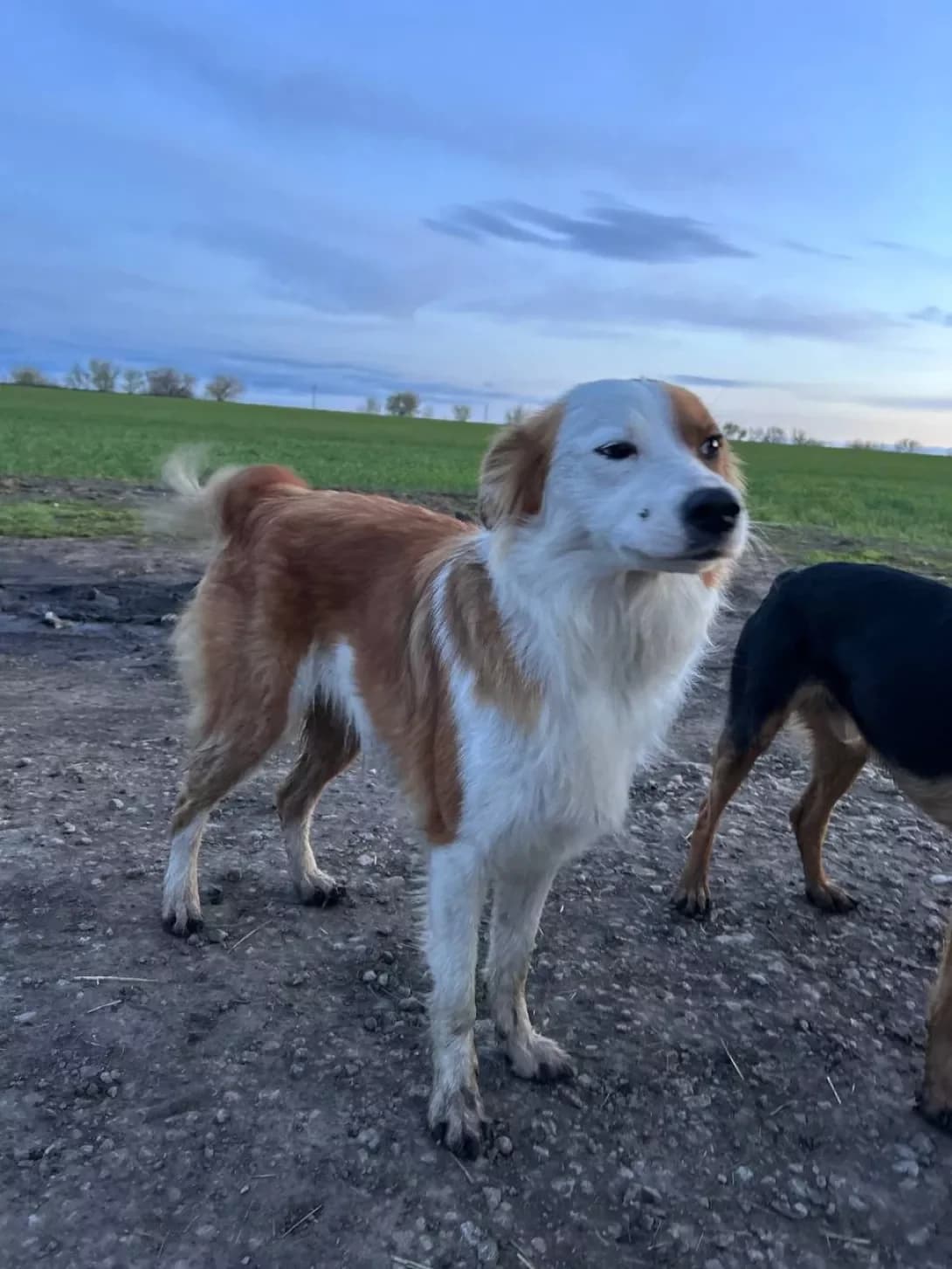 Ledi (Леді), Mixed Breed (Happy Paw Dnipro)