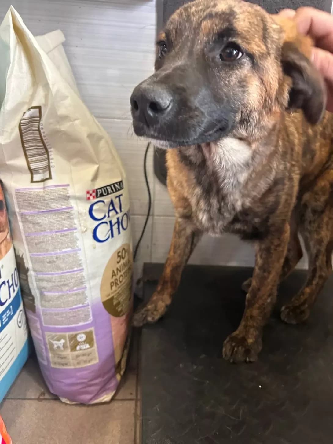 Lyalya (Ляля), Mixed Breed (Happy Paw Dnipro)