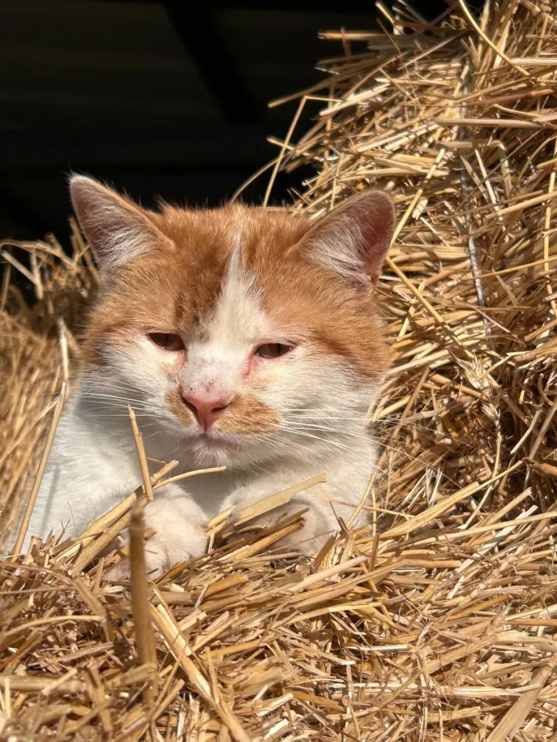 Baks (Бакс), Mixed Breed (Happy Paw Dnipro)