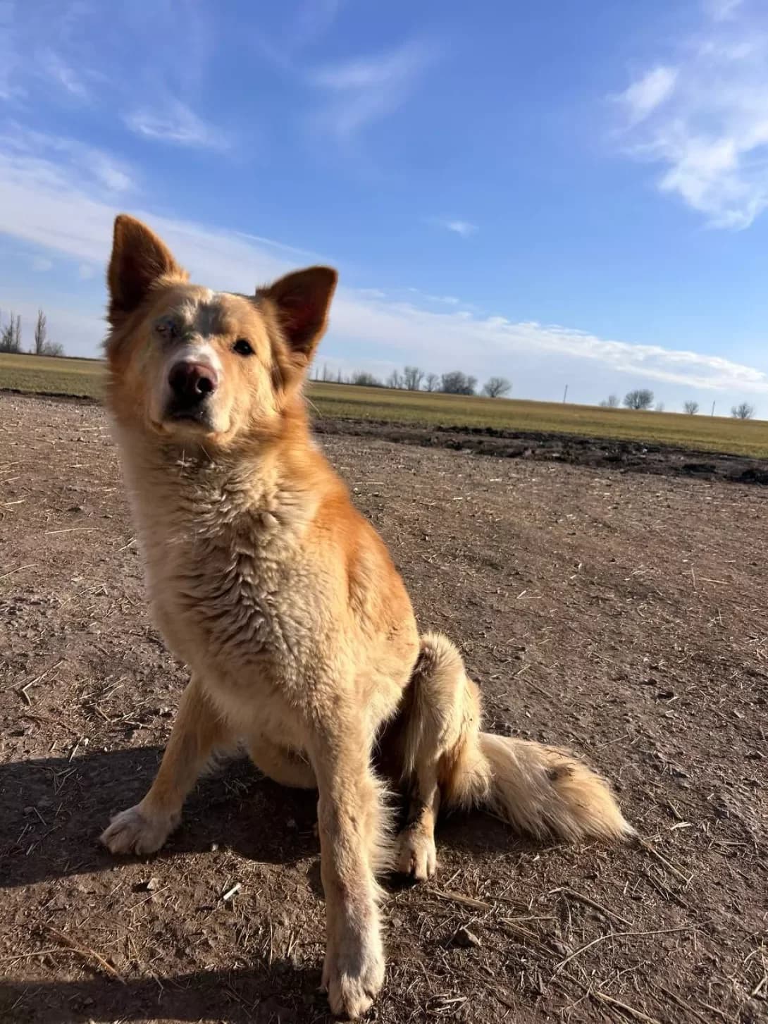 BIM (БІМ), Mixed Breed (Happy Paw Dnipro)