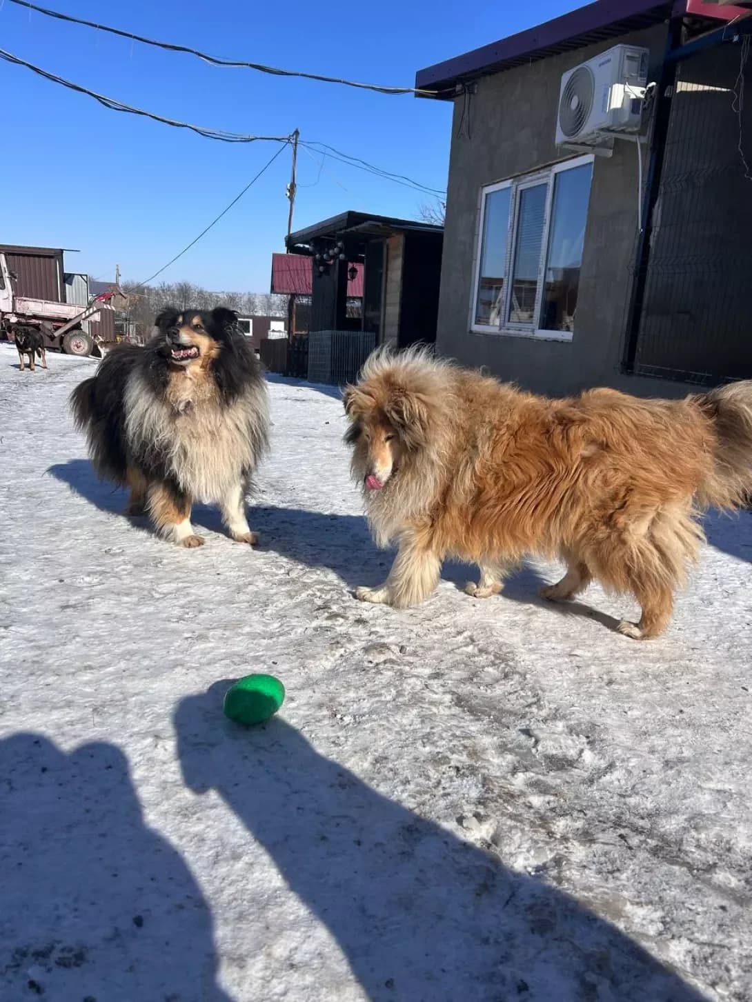 Emma i Anita (Емма і Аніта), Mixed Breed (Happy Paw Dnipro)