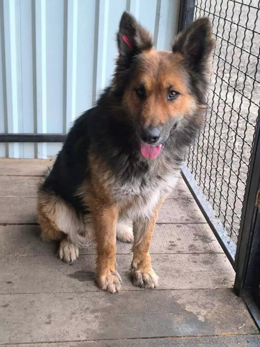Mir (Мір), Mixed Breed (Happy Paw Dnipro)