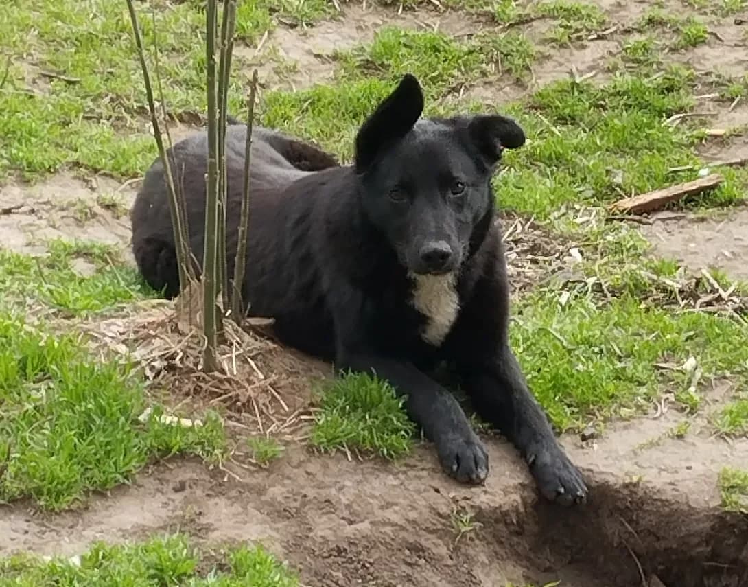 Simba (Сімба), Mixed Breed (Happy Paw Dnipro)