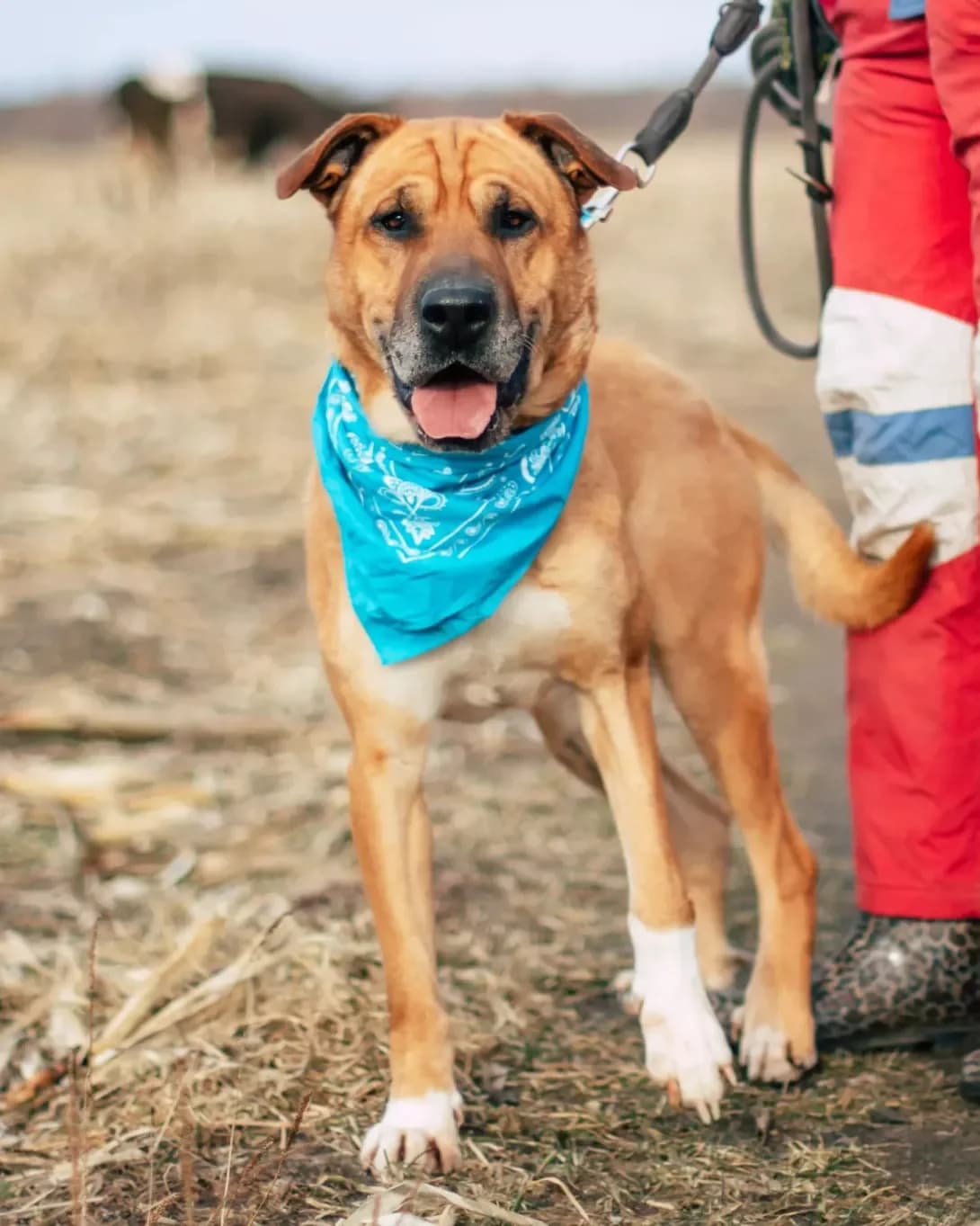 Stariy Maliy (Старий Малий), Mixed Breed (Happy Paw Kyiv Oblast)