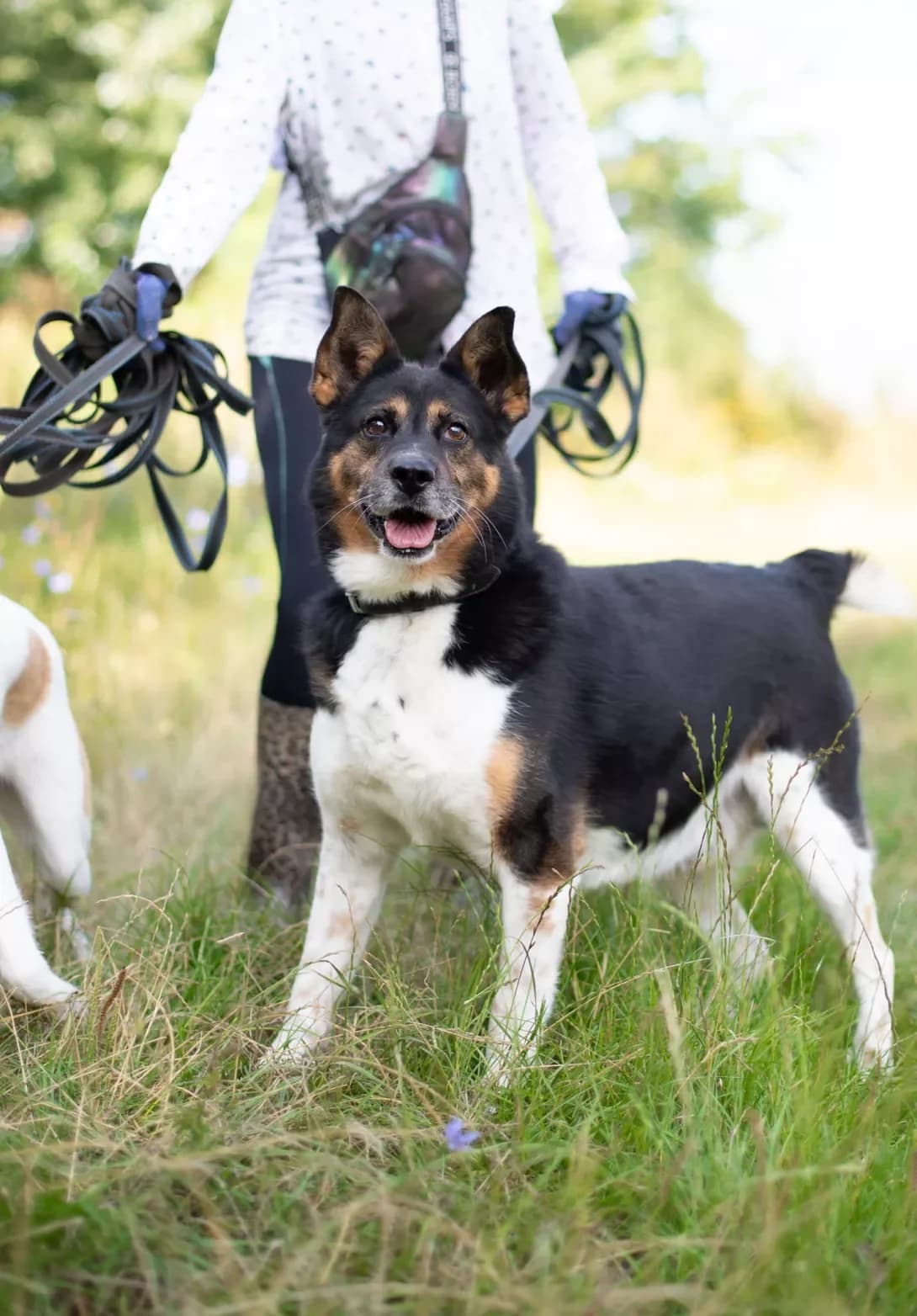 Spayk (Спайк), Mixed Breed (Happy Paw Kyiv Oblast)