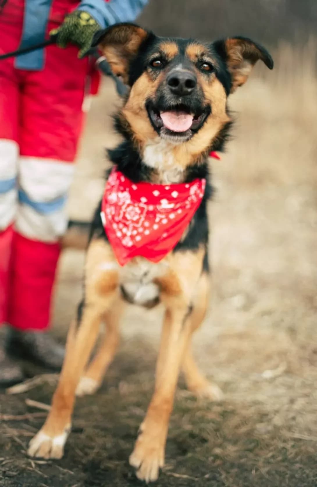 Gerda (Герда), Mixed Breed (Happy Paw Kyiv Oblast)