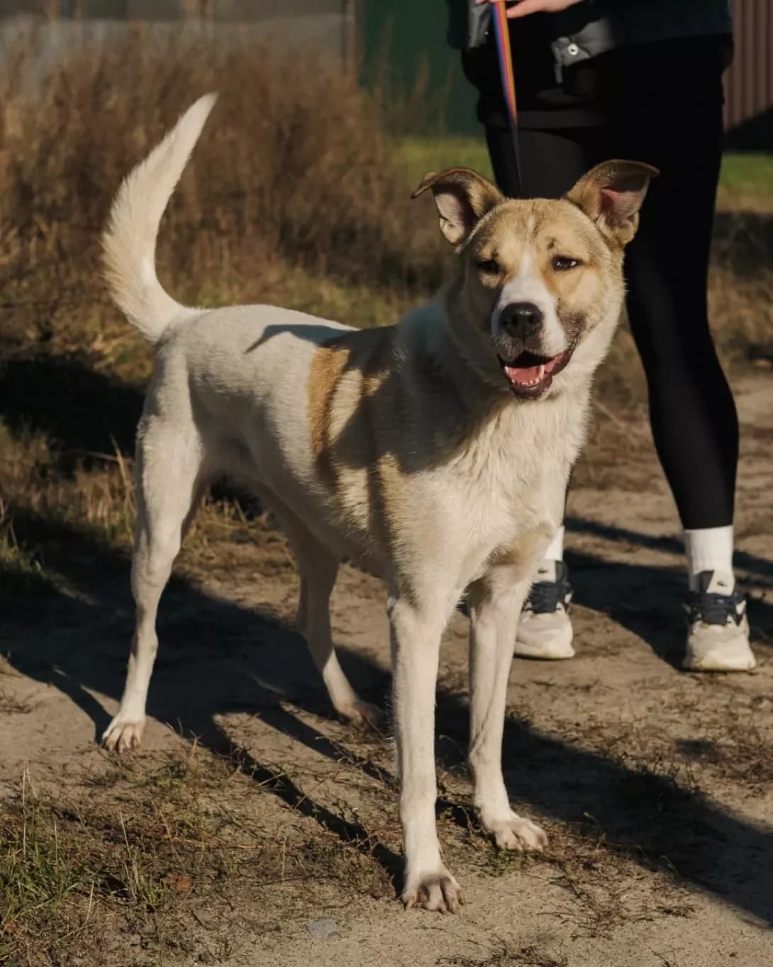 Milka (Мілка), Mixed Breed (Happy Paw Kyiv Oblast)