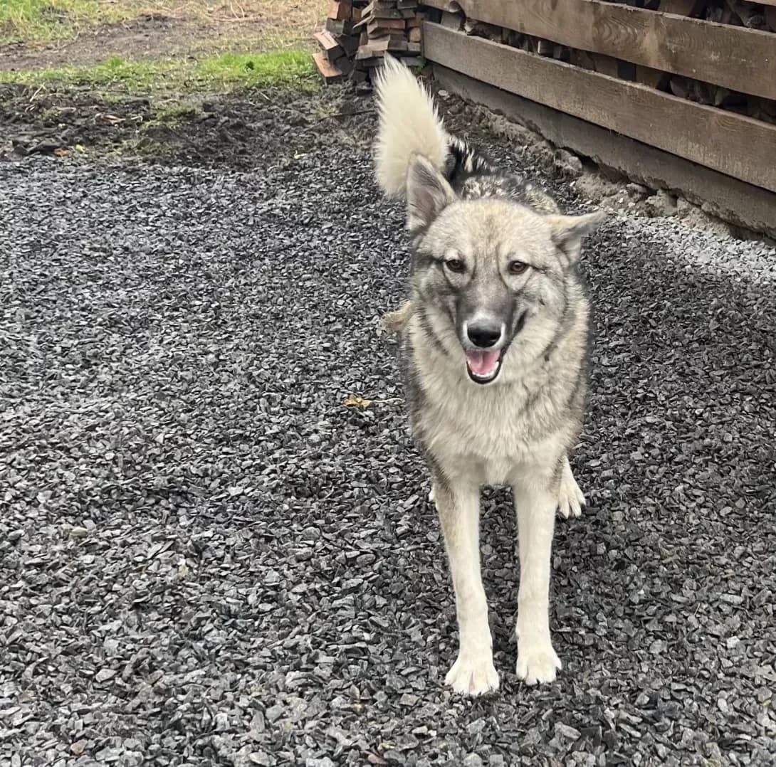 Nika (Ніка), Mixed Breed (Happy Paw Kyiv Oblast)