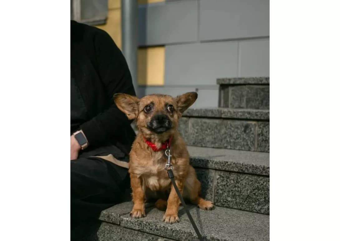 Mavka (Мавка), female 4yo Mixed Breed for adoption at Happy Paw Kyiv