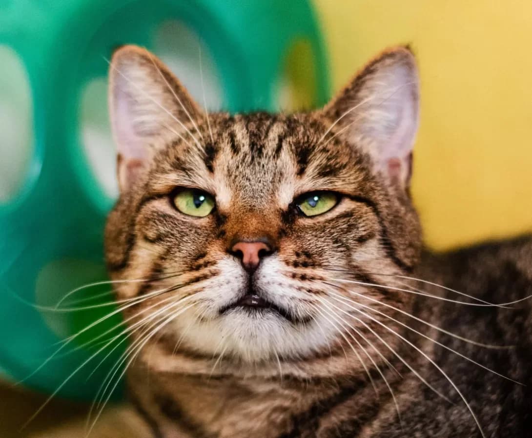 Naomi (Наоми), Mixed Breed (Happy Paw Kyiv)