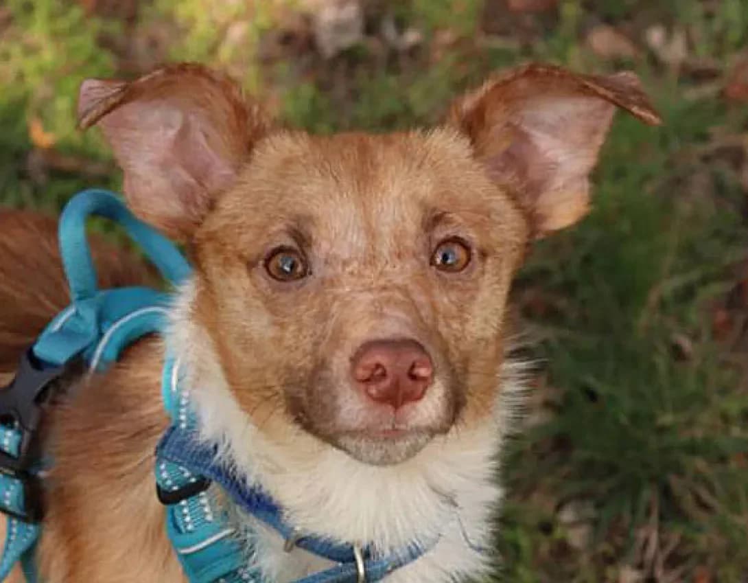Bim (Бім), male young Mixed Breed for adoption at Happy Paw Kyiv