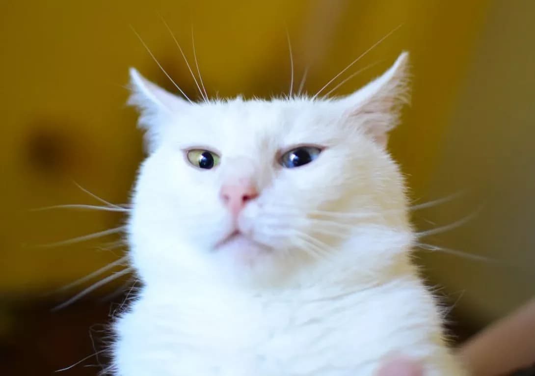 Neptun (Нептун), Mixed Breed (Happy Paw Kyiv)