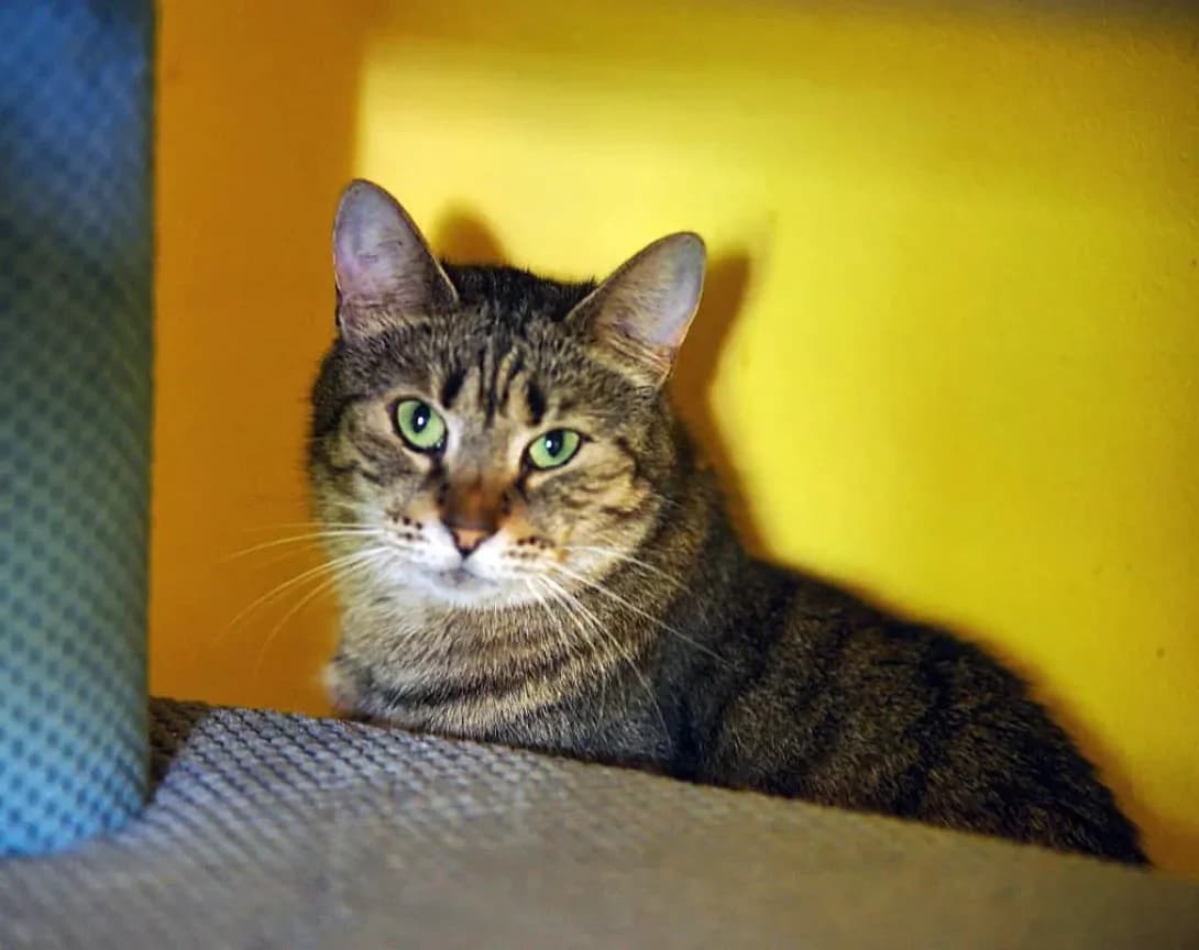 Mona (Мона), Mixed Breed (Happy Paw Kyiv)