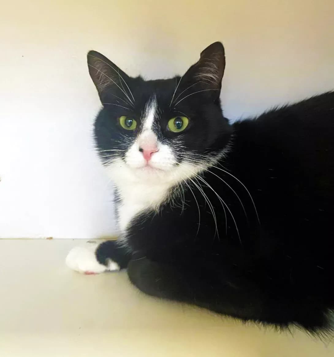 Panakota (Панакота), Mixed Breed (Happy Paw Kyiv)