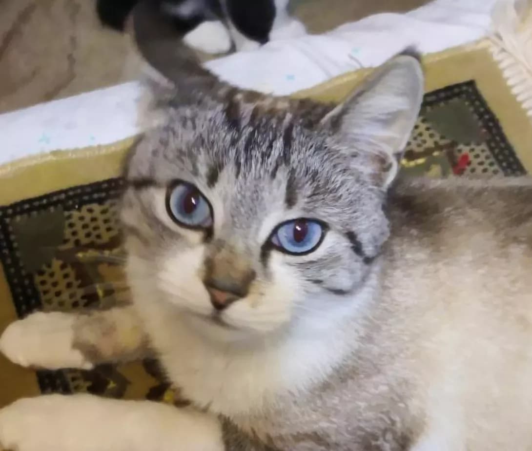 Voloshka (Волошка), Mixed Breed (Happy Paw Kyiv)