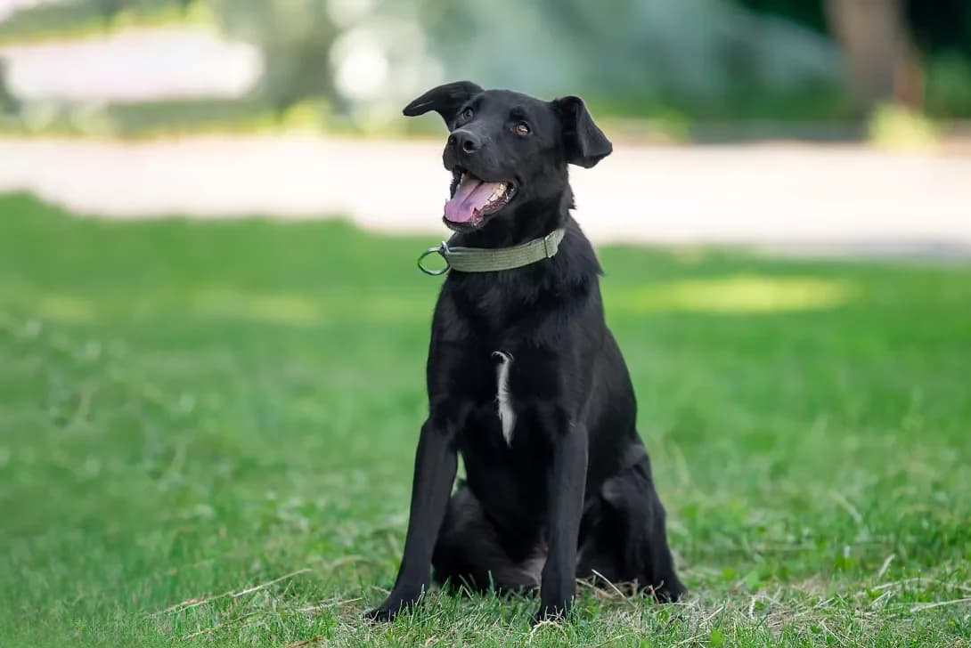 Nobi (Нобі), Mixed Breed (Happy Paw Kyiv Oblast)