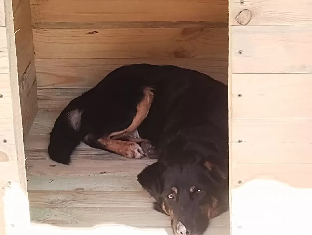 Vudi (Вуді), Mixed Breed (Happy Paw Dnipro)