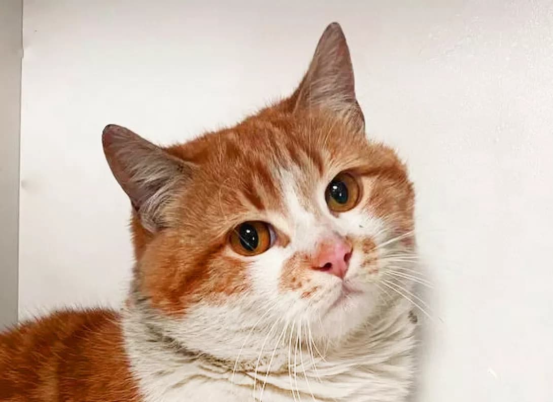 Apelsin (Апельсин), Mixed Breed (Happy Paw Kyiv)