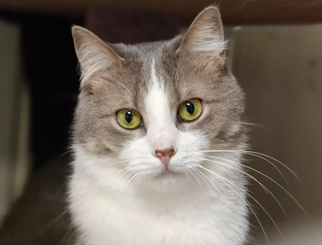 Dolli (Доллі), Mixed Breed (Happy Paw Kyiv)