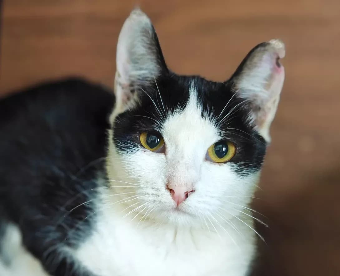 Knopa (Кнопа), Mixed Breed (Happy Paw Kyiv)