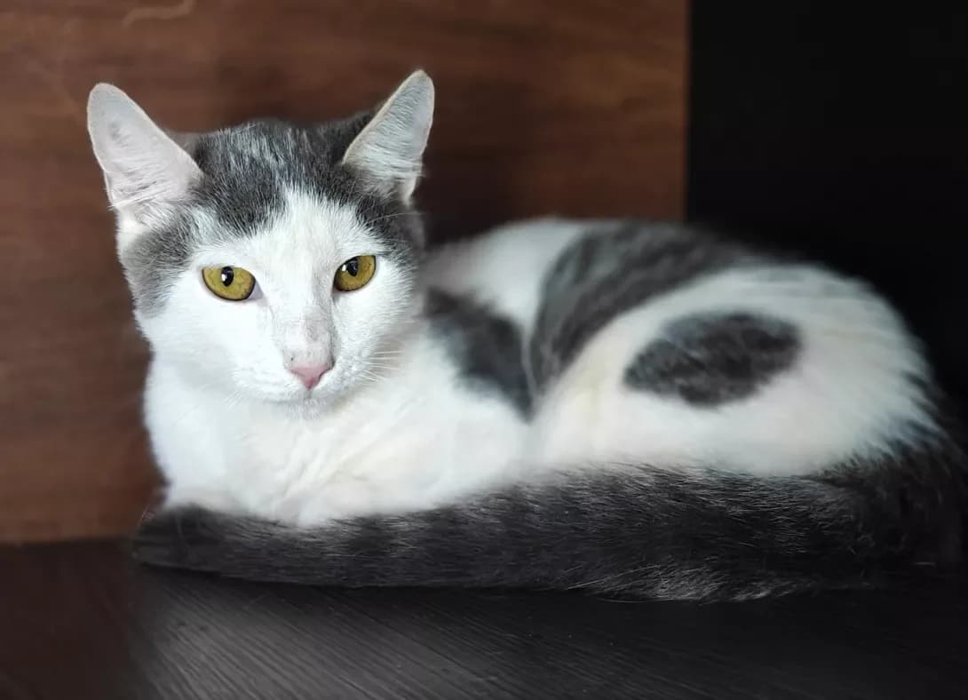 Silver (Сільвер), Mixed Breed (Happy Paw Kyiv)