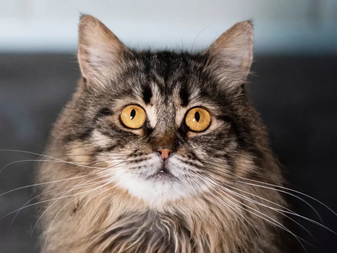 Ledi Di (Леді Ді), Mixed Breed (Happy Paw Kyiv)
