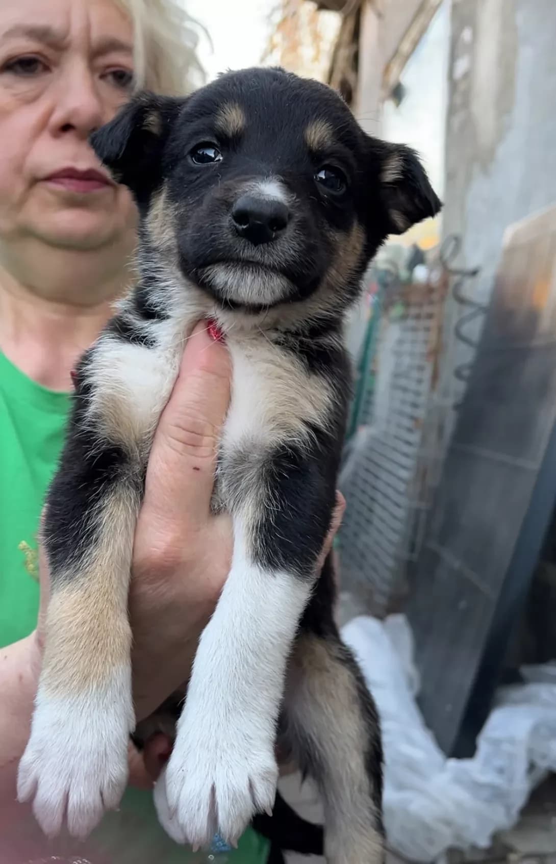 Linsi (Лінсі), female young Mixed Breed for adoption at Happy Paw Poltava