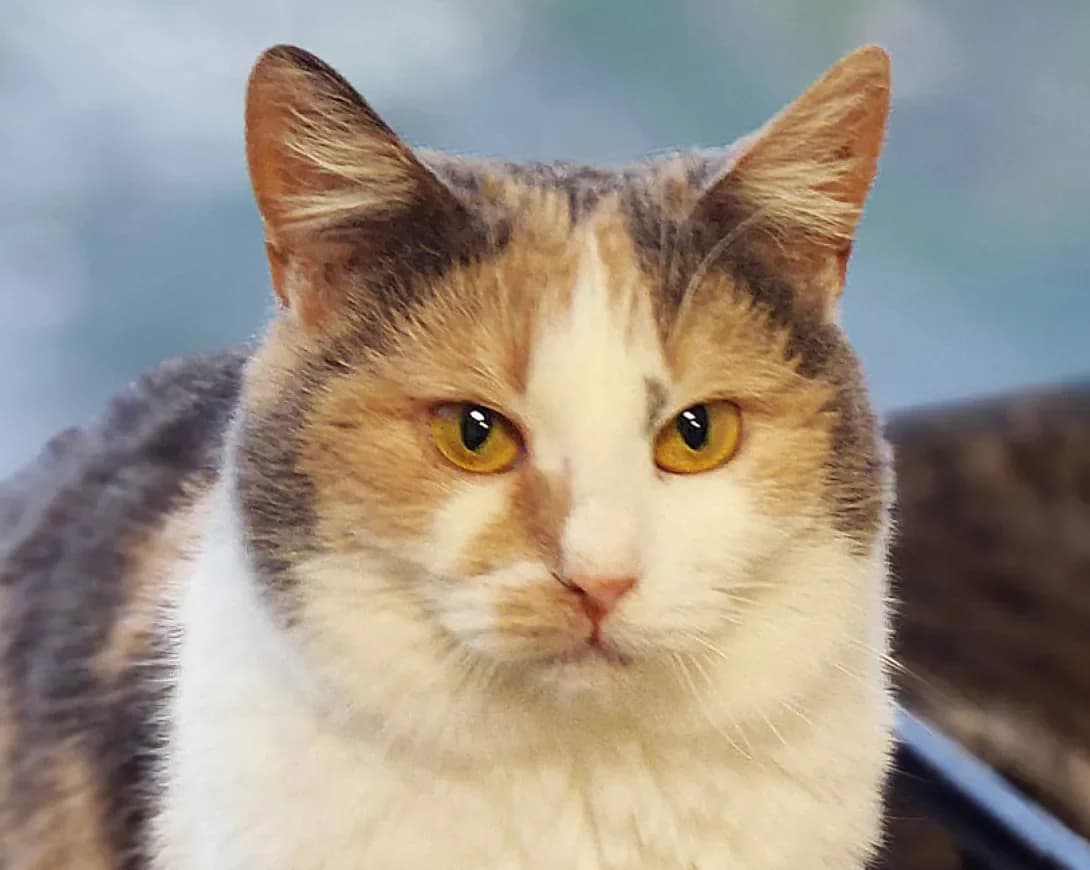 Malva (Мальва), Mixed Breed (Happy Paw Kyiv)
