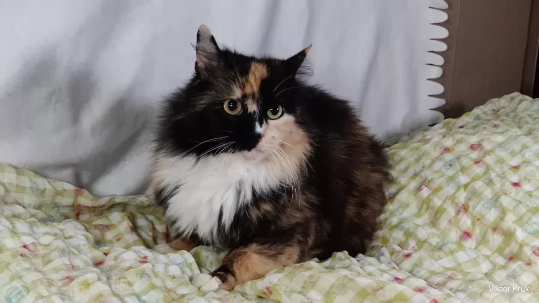 Afina (Афіна), Mixed Breed (Happy Paw Kyiv)
