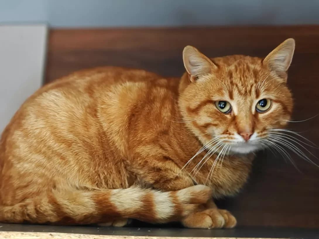 Rizhik (Рижик), Mixed Breed (Happy Paw Kyiv)