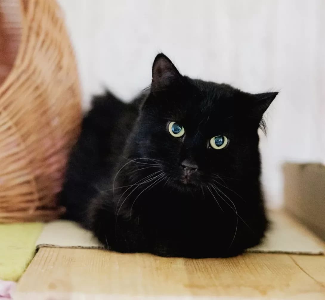 Kubik (Кубік), Mixed Breed (Happy Paw Kyiv)