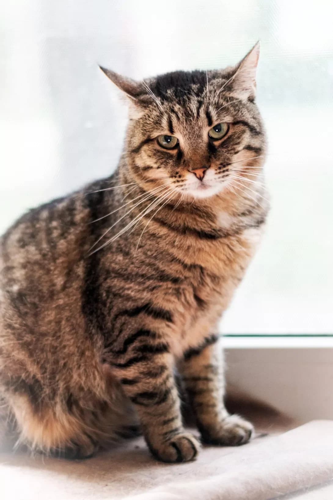 Malvina (Мальвіна), Mixed Breed (Happy Paw Kyiv)