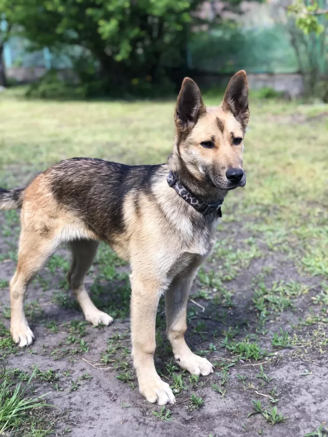 Domiya (Домія), female young Mixed Breed for adoption at Happy Paw Kyiv