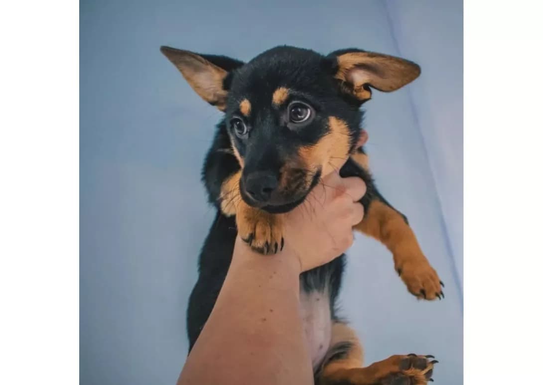 Gayechka (Гаєчка), female young Mixed Breed for adoption at Happy Paw Kyiv