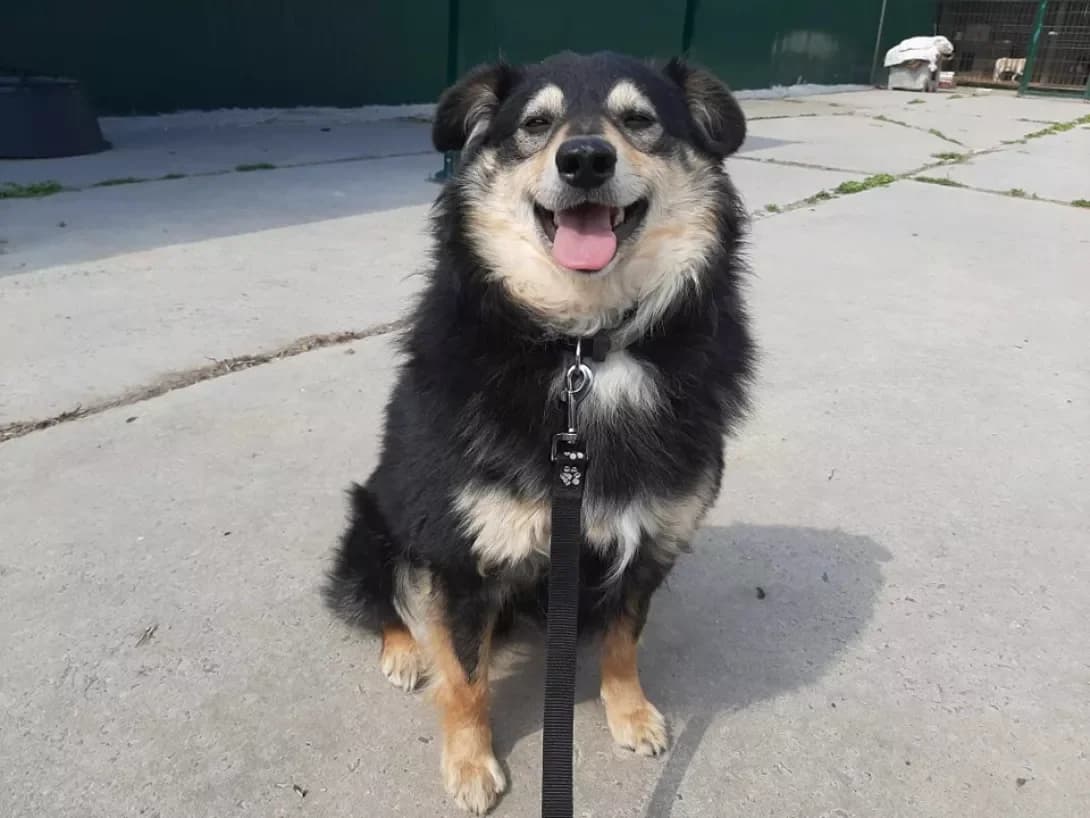 Laki (Лакі), Mixed Breed (Happy Paw Dnipro)