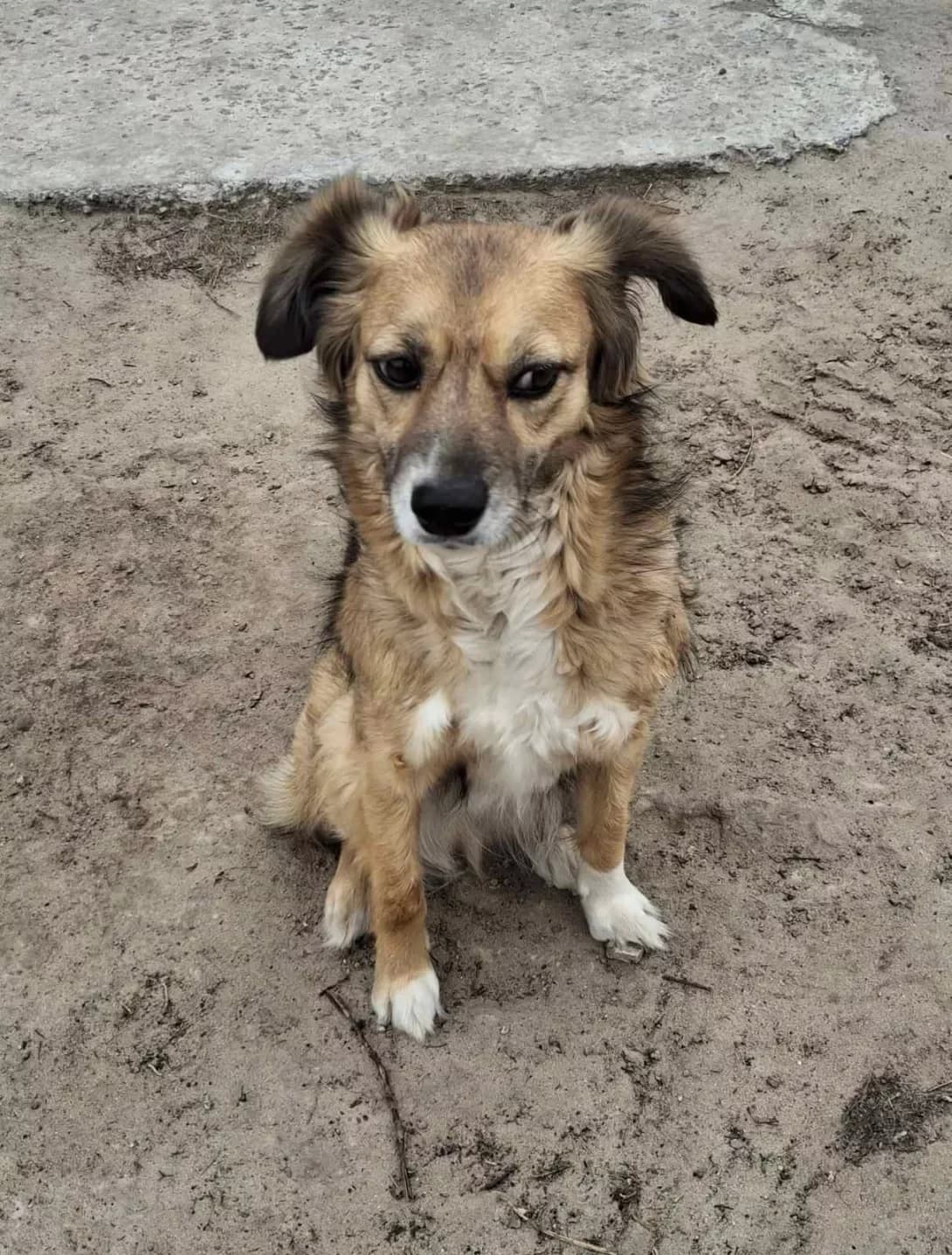 Mitya (Мітя), Mixed Breed (Happy Paw Kyiv Oblast)